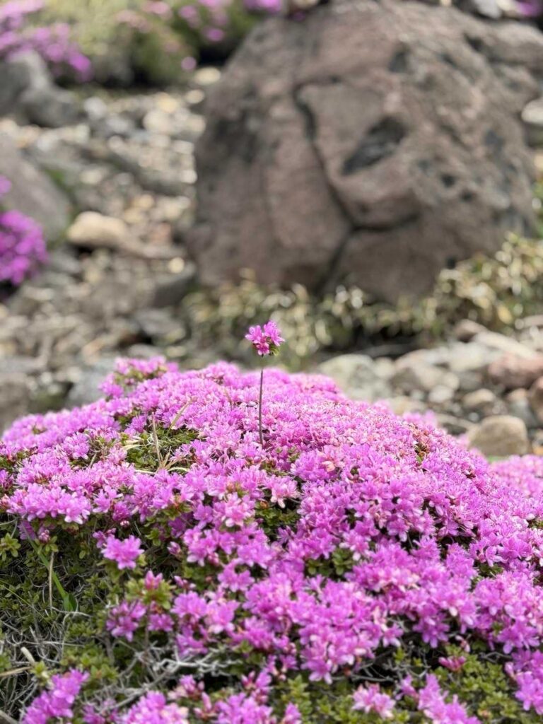 さて 何処がどこの山に登るのか わからないのさ