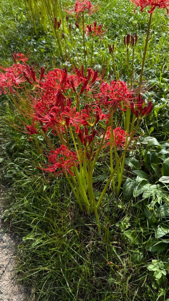 登山道脇に咲く真っ赤なヒガンバナの群生