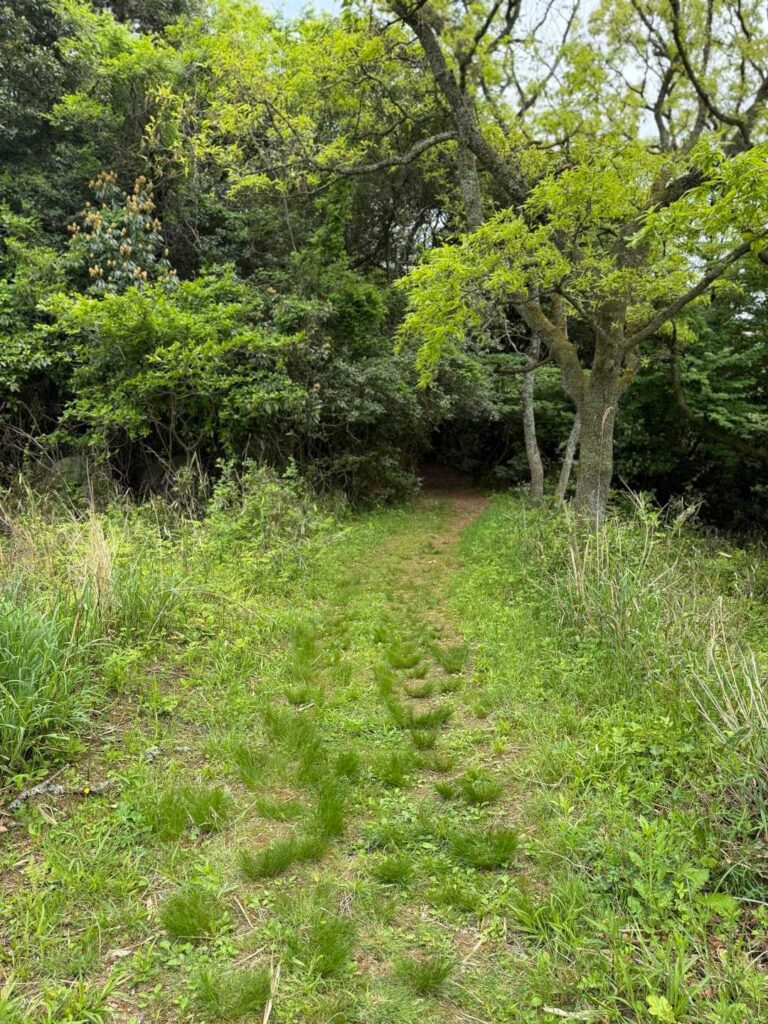 木々の中の登山道
