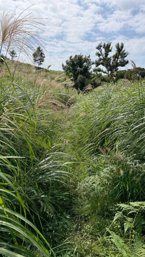 ススキが生い茂る草地の登山道