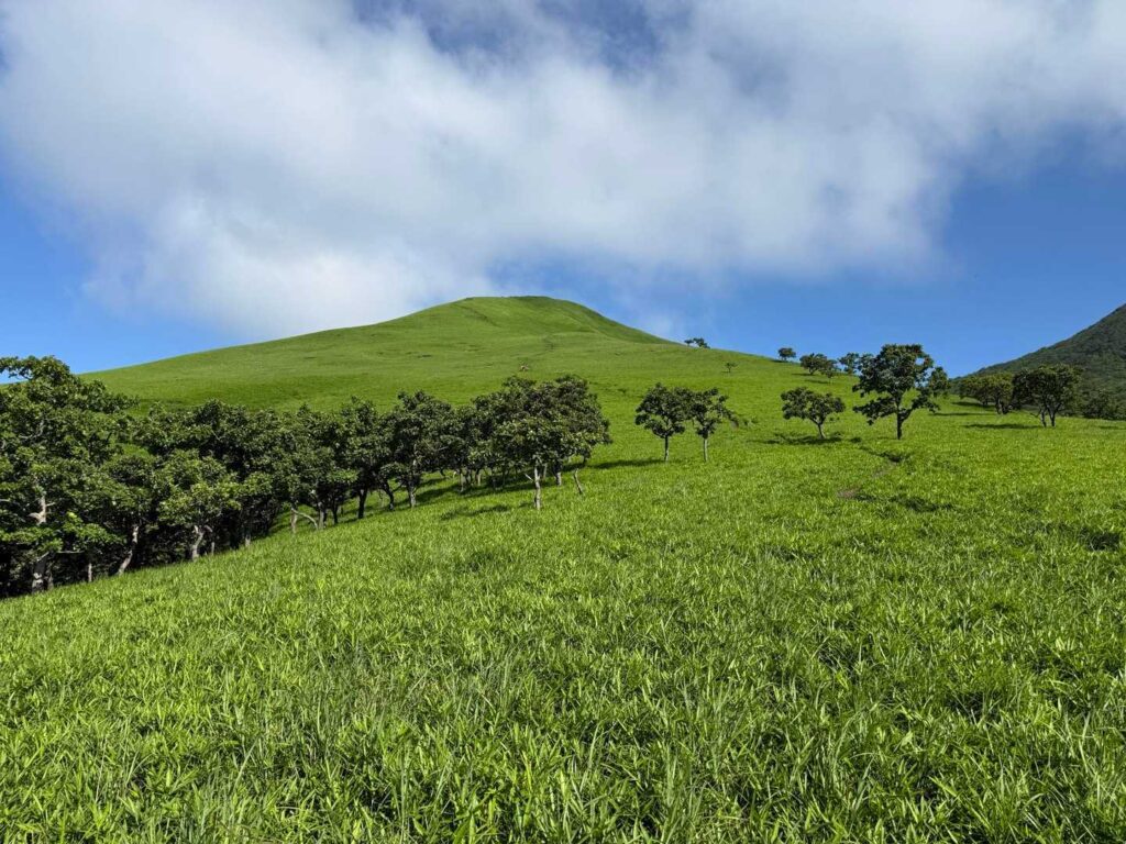 この緑は間違い無い