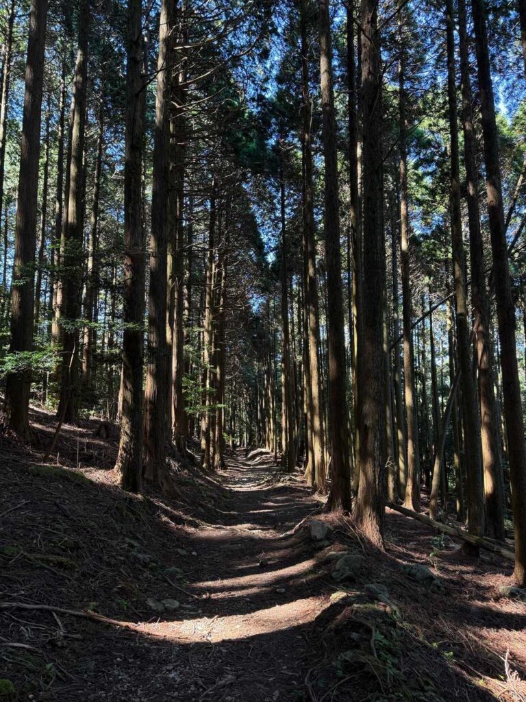 風があって涼しい。木漏れ日の登山道