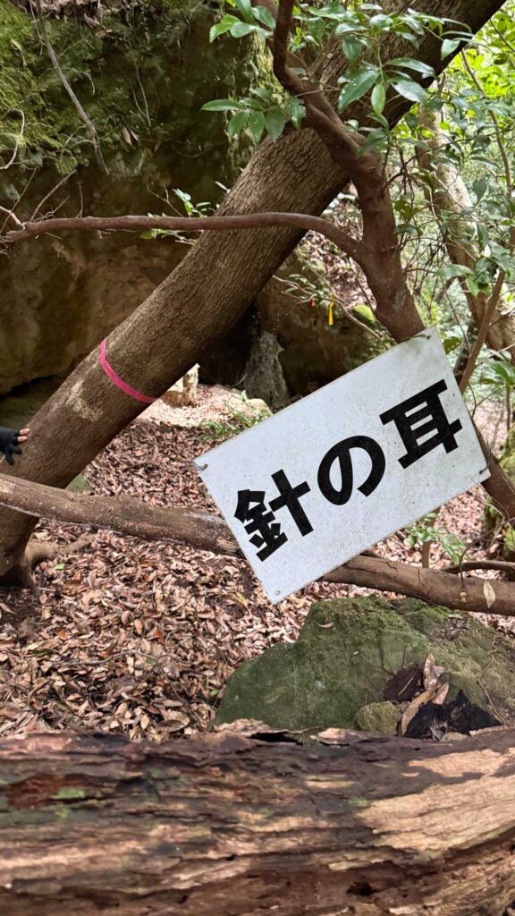 名物ポイント「針の耳」