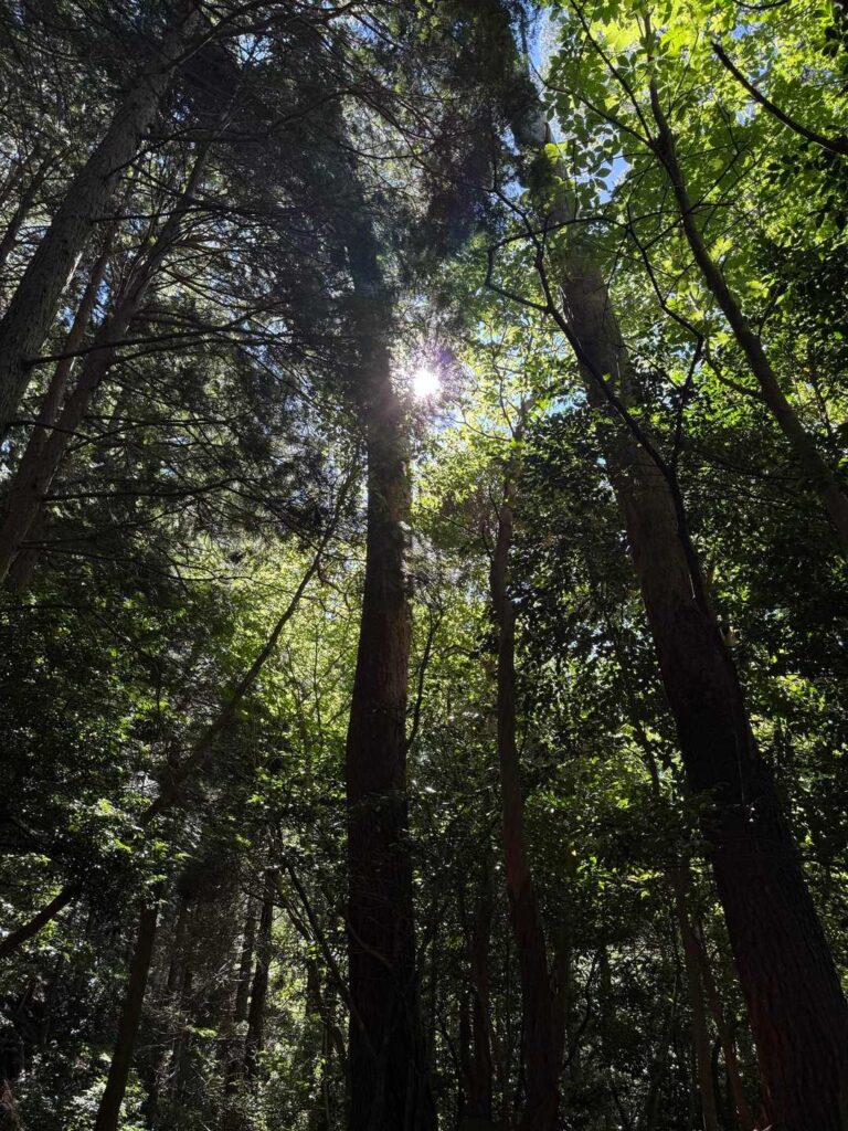 太陽も隠れてるし、思ったほど暑くない