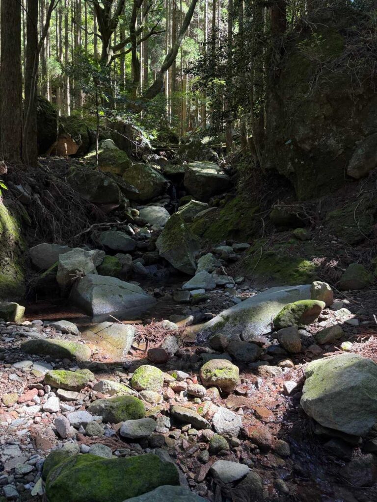 樹林帯の登山道を進む