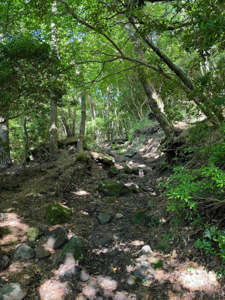 樹林帯は涼しい