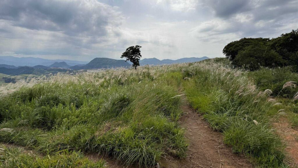 ススキ原の一本道と遠くにたたずむ孤立した木