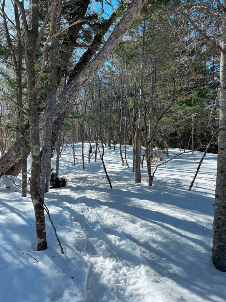 トレースがしっかり残っている登山道