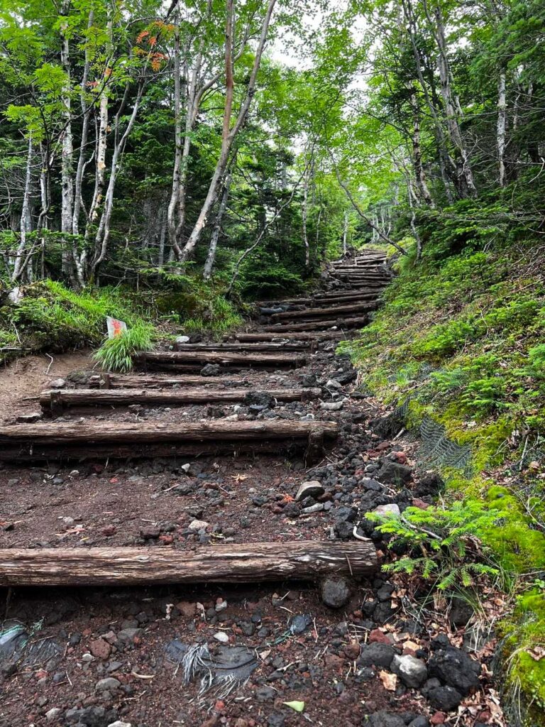 樹林帯の丸太階段を登る