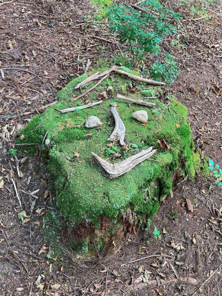 苔の切り株に作られた顔アート