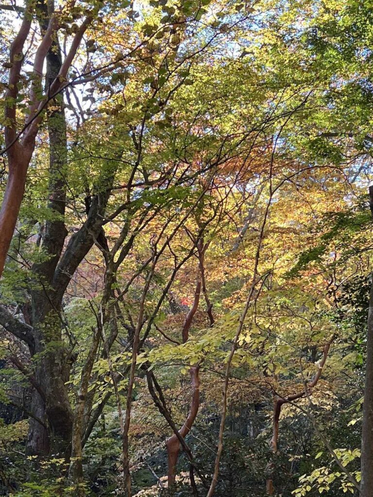 中腹の紅葉が見頃