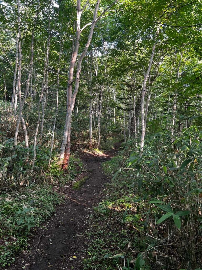 樹林帯の登山道