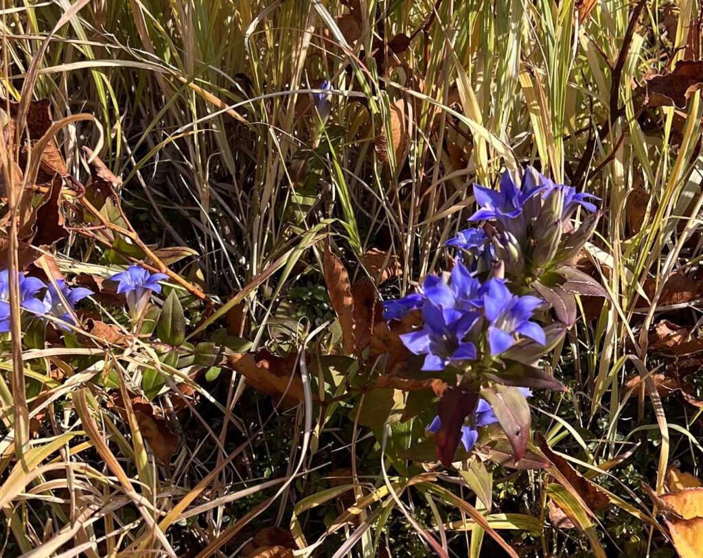登山道に咲くリンドウ