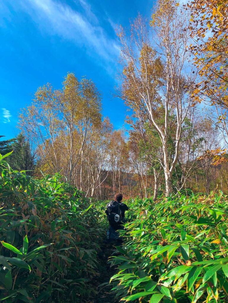 笹原の中を進む登山者