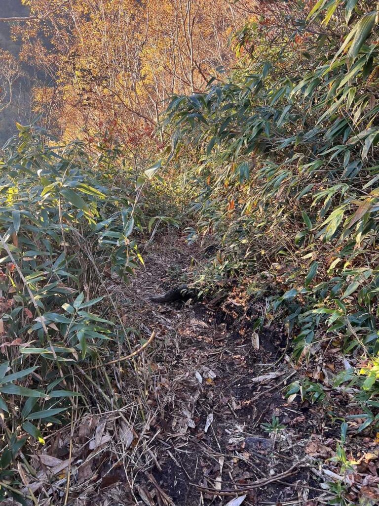 大倉乗越からの細い道