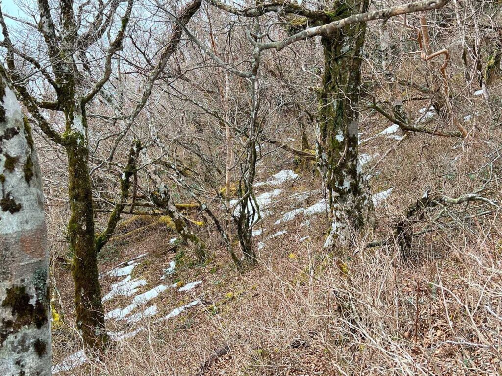 残雪の登山道
