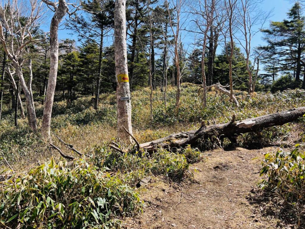 落ち着いてきた登山道