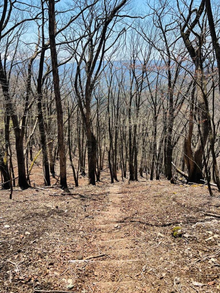 地味に嫌いな階段（下山中の木製階段）