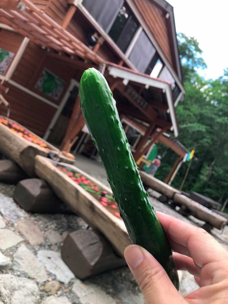 わさび平のキュウリ