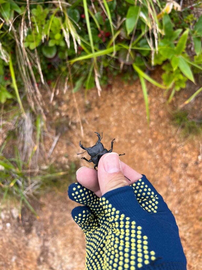 クワガタに遭遇