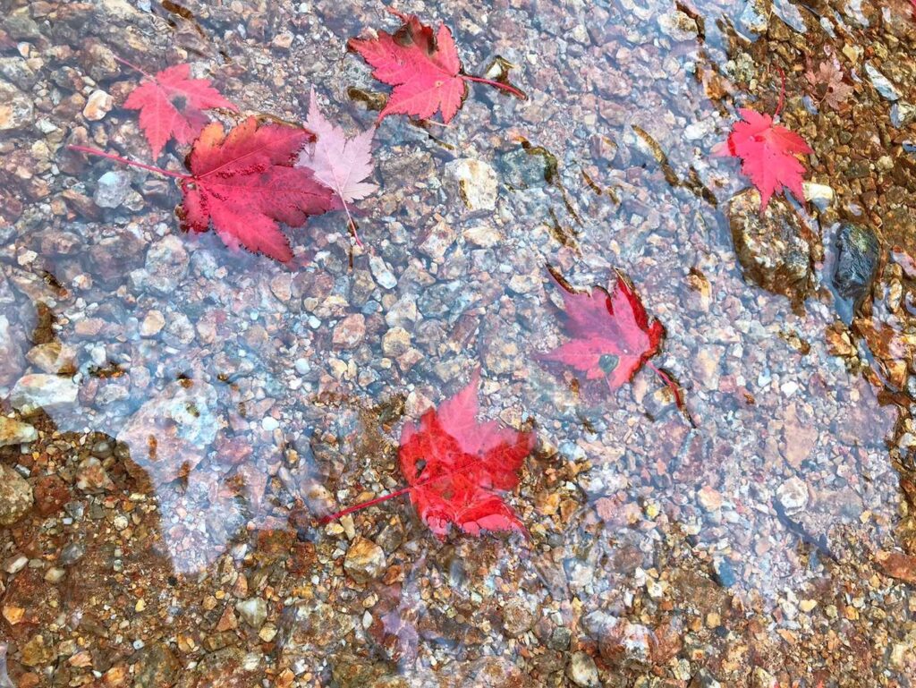 水たまりに浮かぶ紅葉の葉