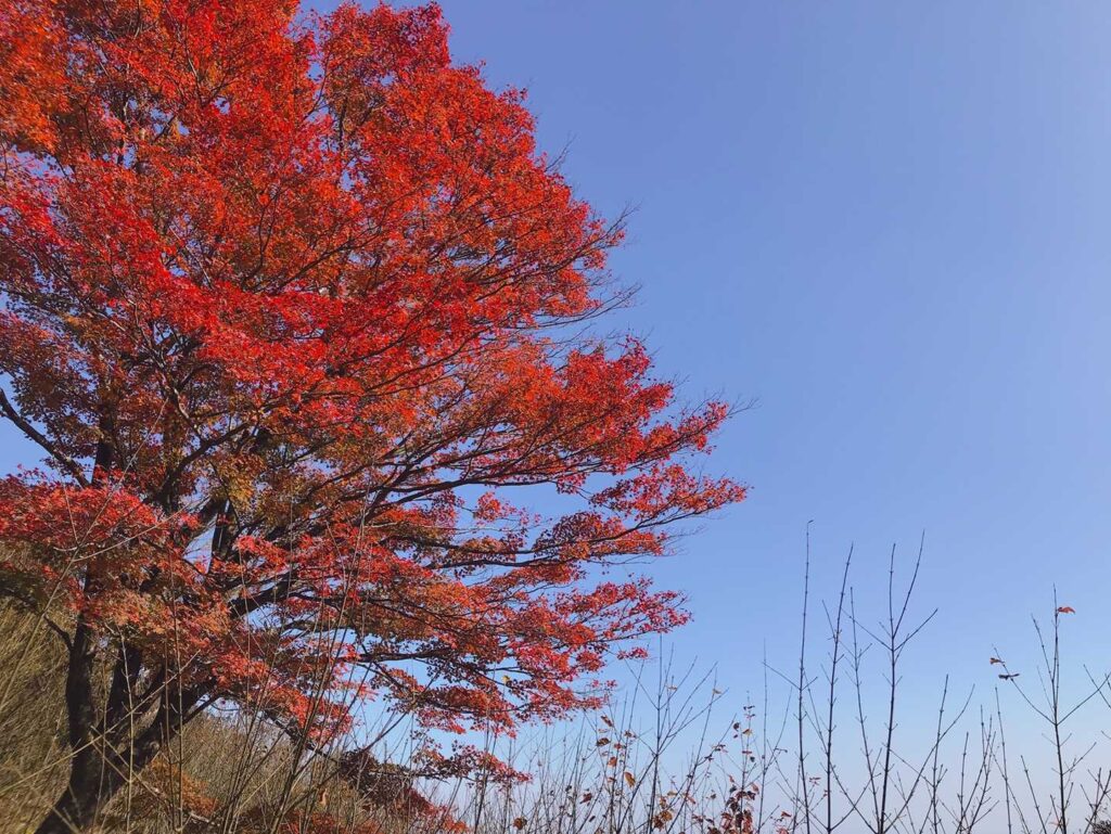 空の青と木々の紅