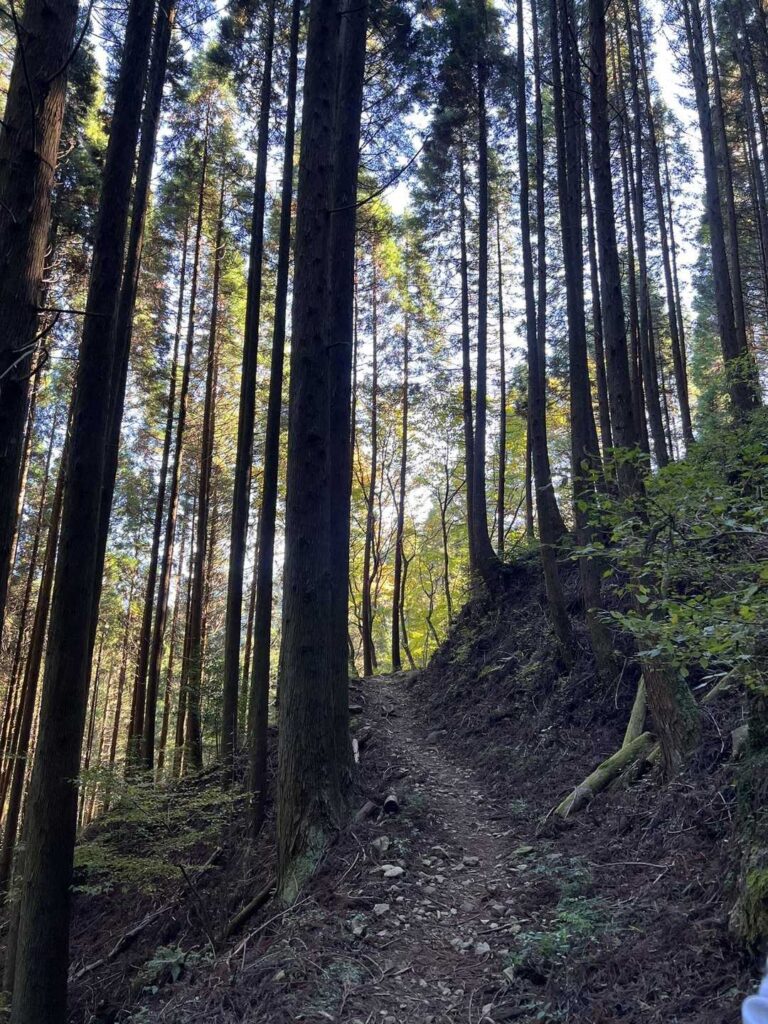 なだらかな序盤の登山道