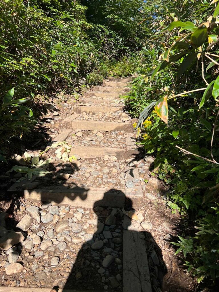 木の階段が現れる