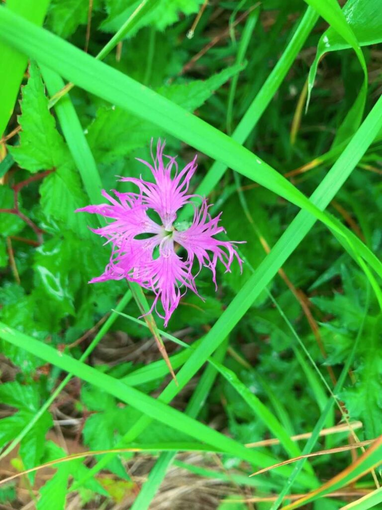 鮮やかなピンクのナデシコ
