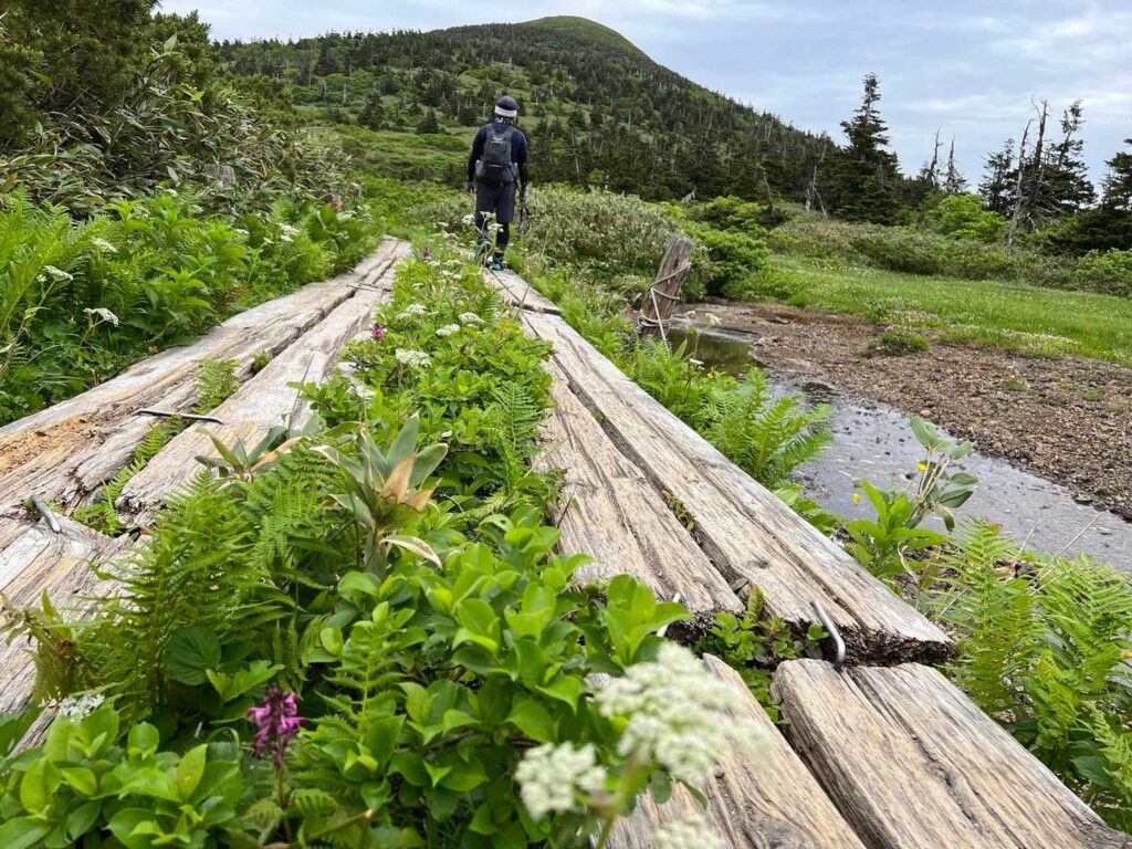 仙人岱のお花畑