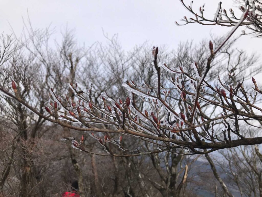霧氷の神秘✨