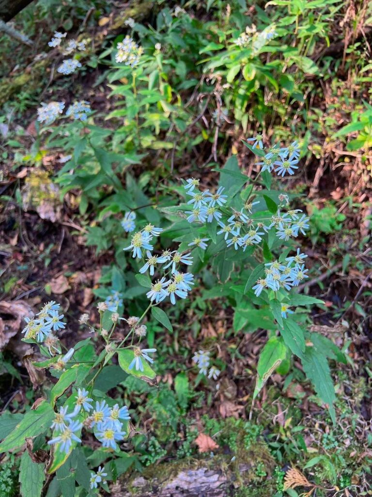 登山道脇に咲く秋の花