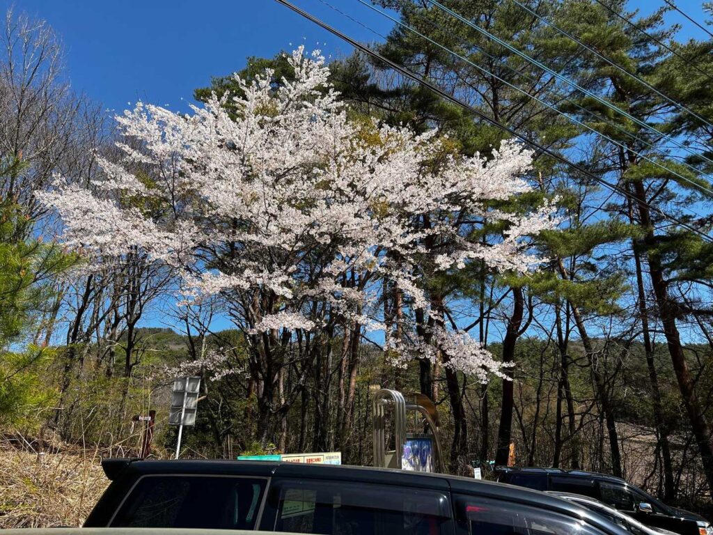 駐車場の桜も満開だよ〜