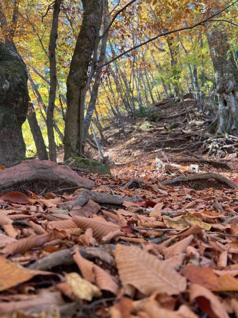 急登を登っていく