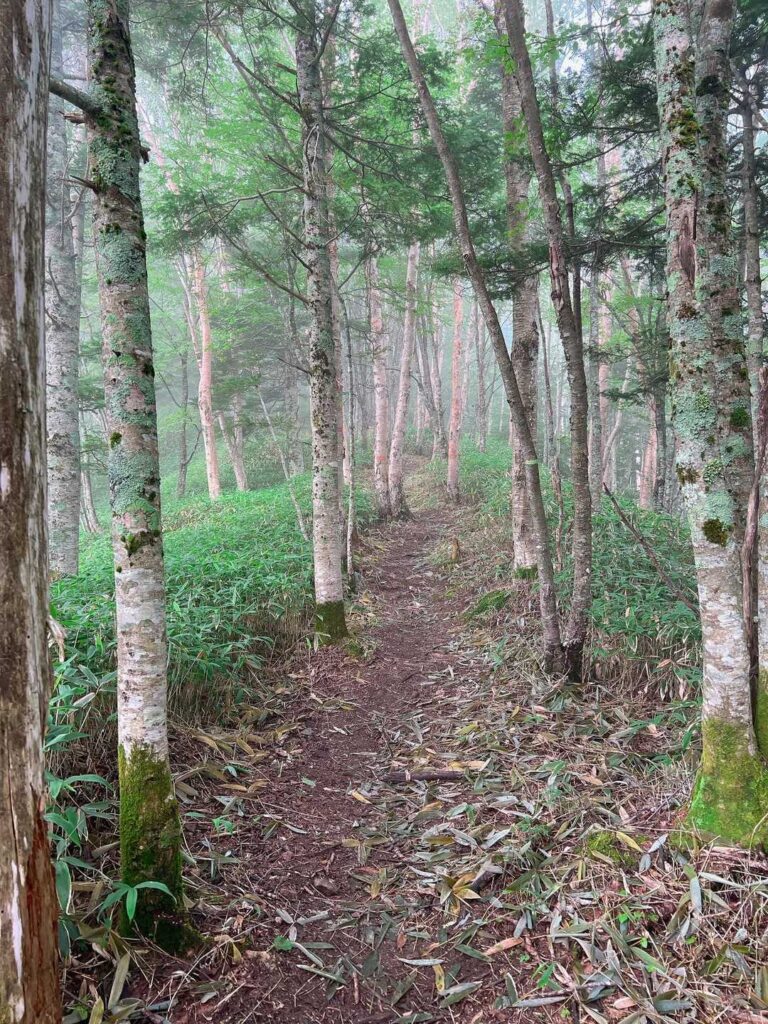 曇りの樹林帯、涼しさがありがたい