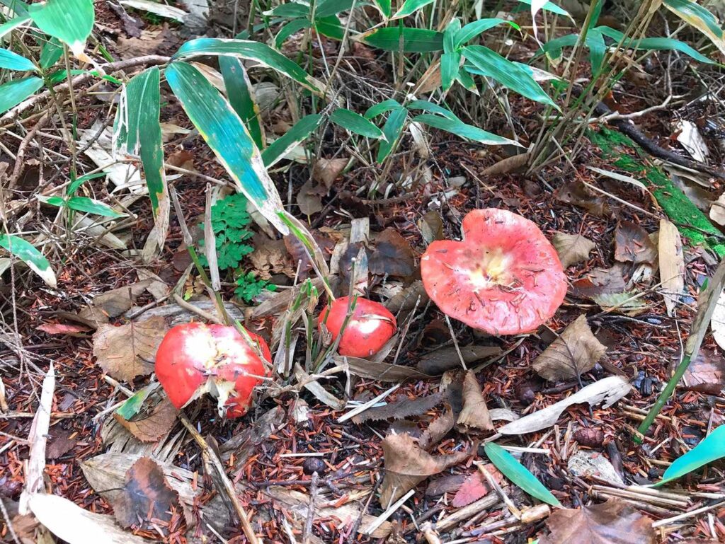 赤いりんご型のきのこ