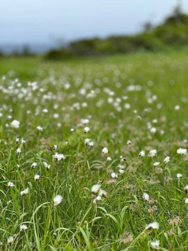 毛無岱の湿原と木道