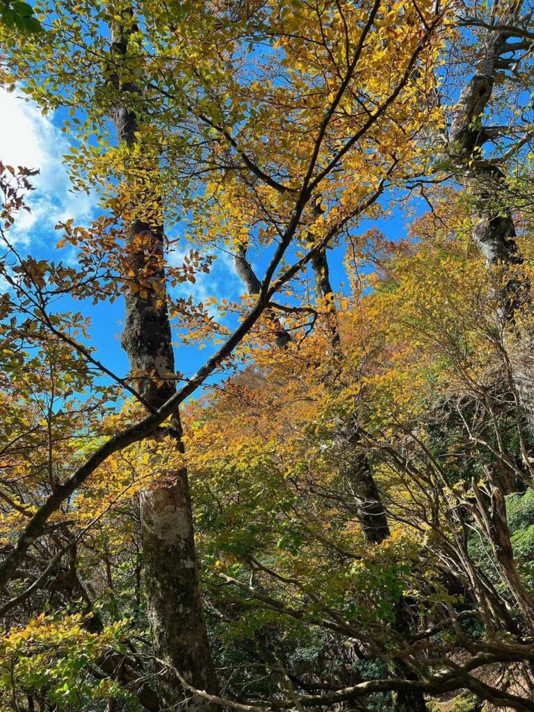 黄葉した木々と青空