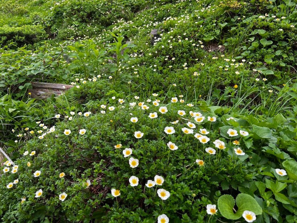 色とりどりの高山植物