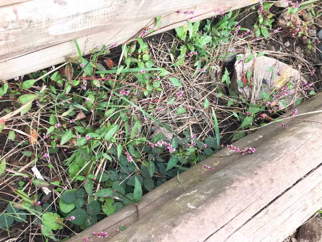 登山道沿いの小花