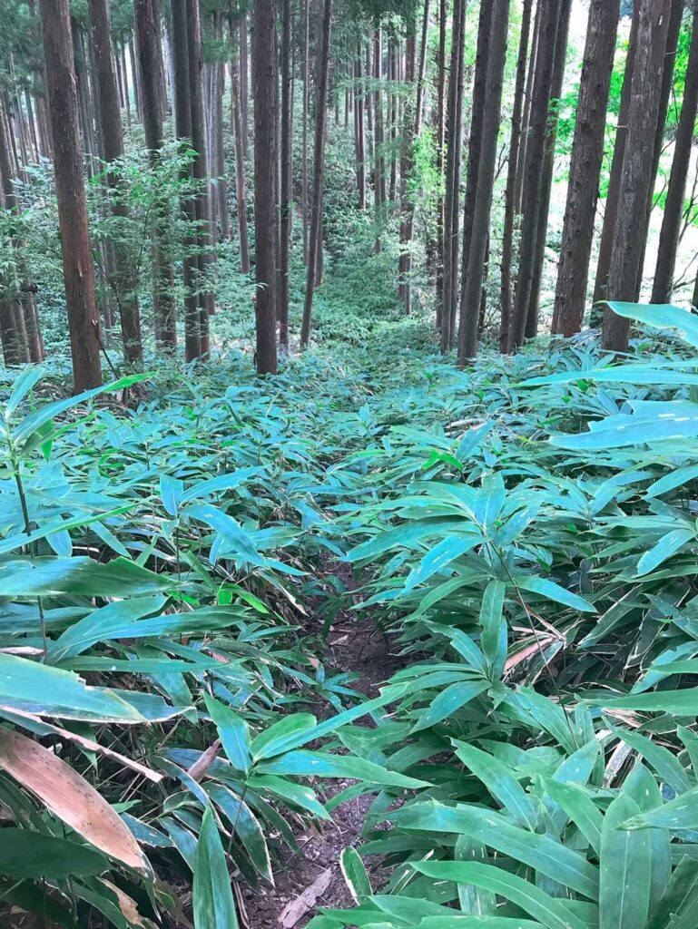 笹に苦戦… てかこの後に