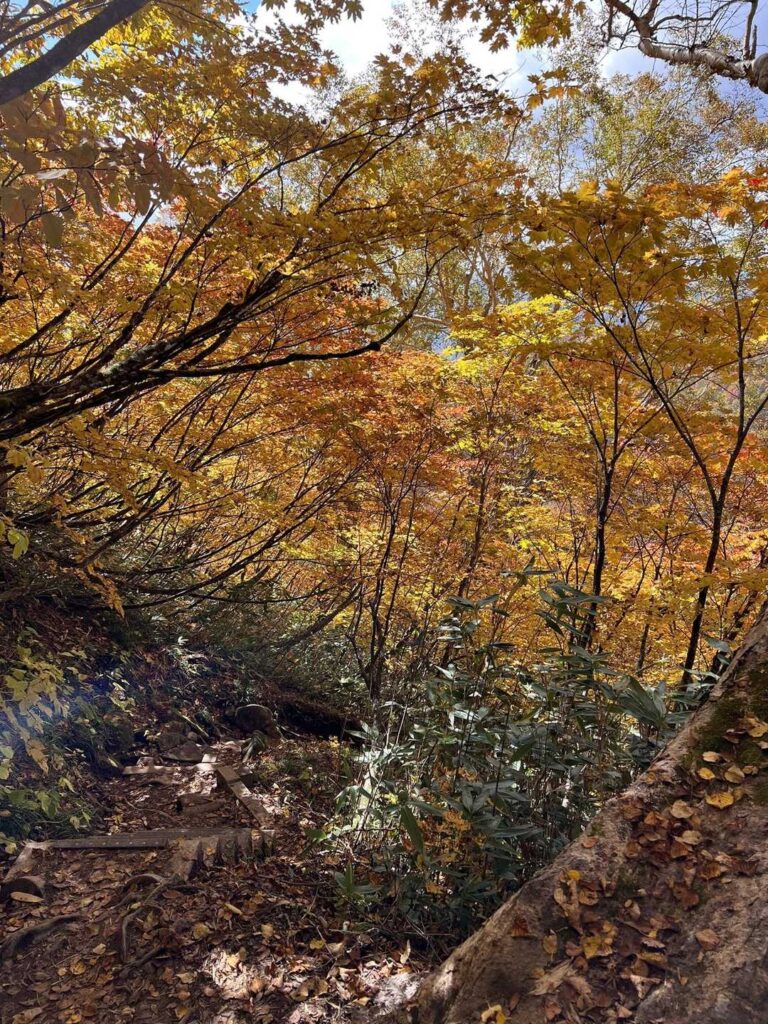 紅葉のトンネル