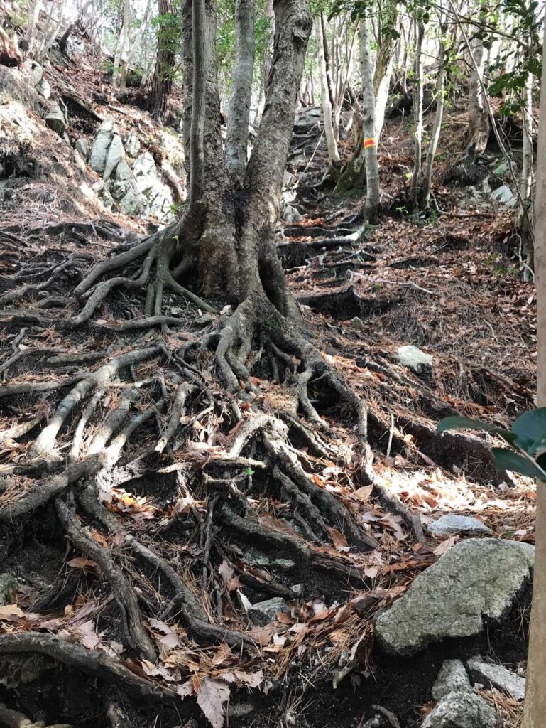 木の根の階段を超え