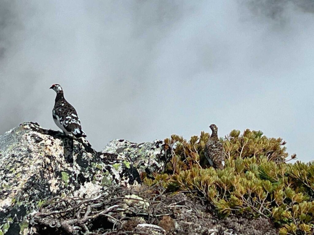もう1羽出てきた雷鳥のつがい