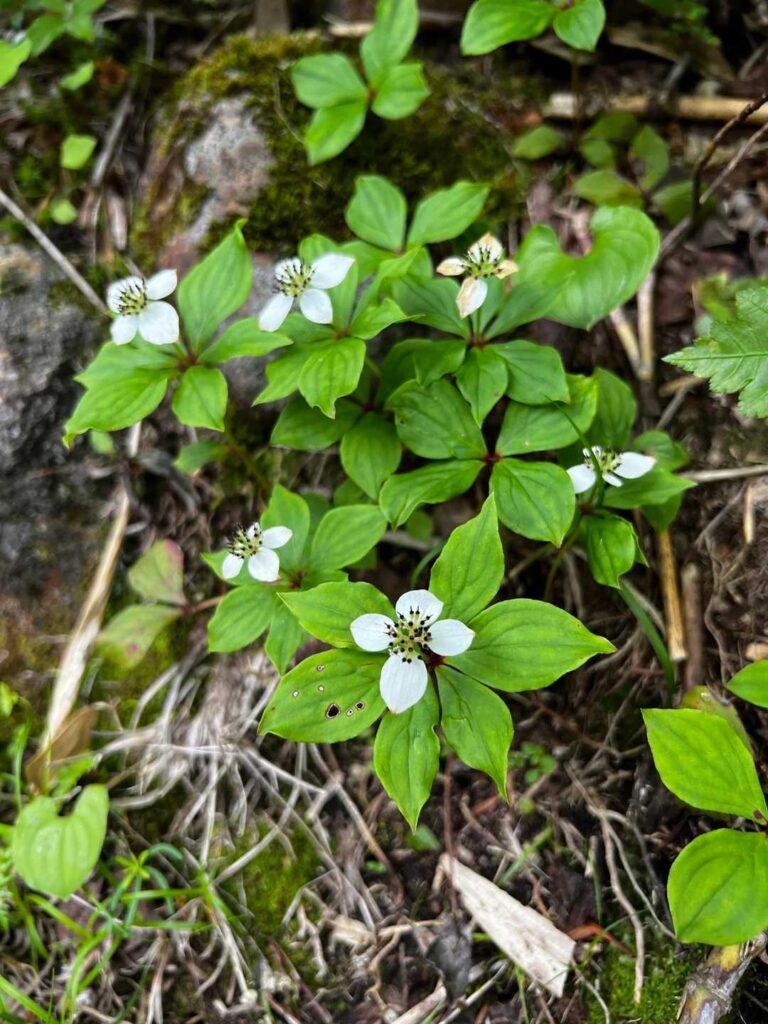 登山道脇の花