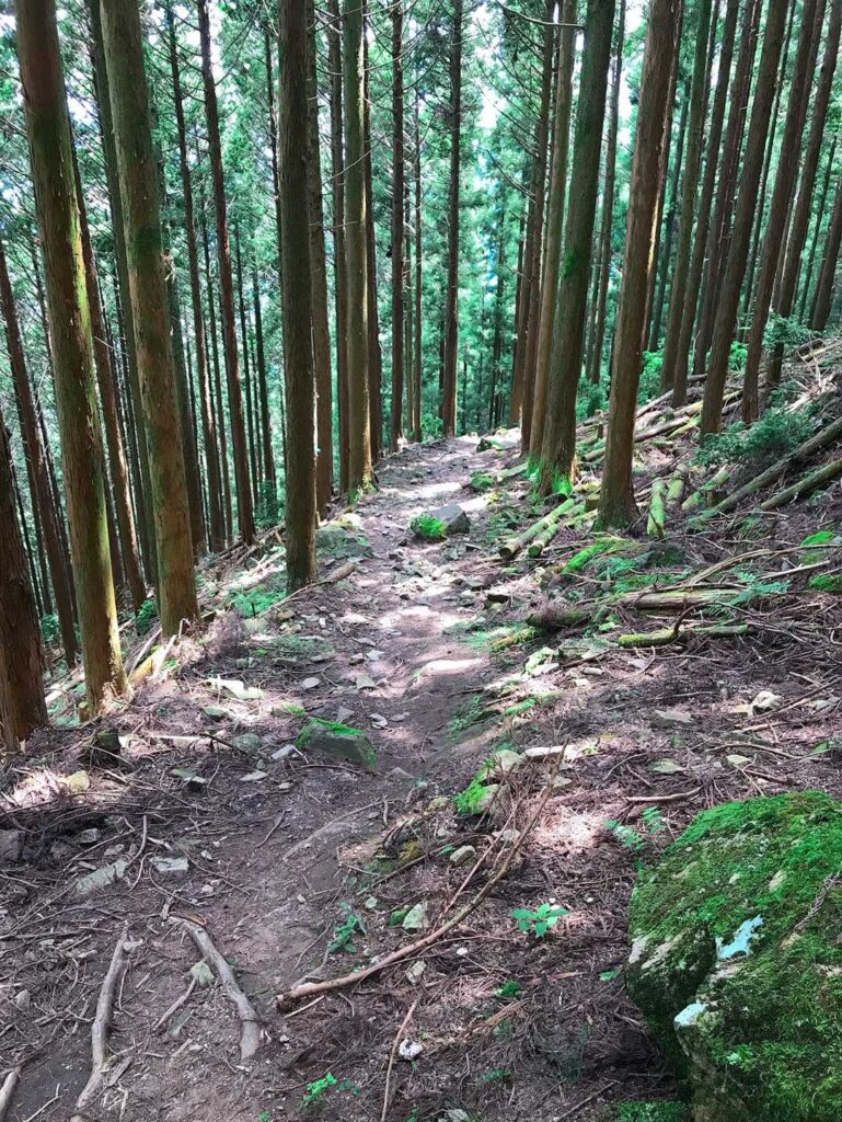 杉林の中の直線的な下り道