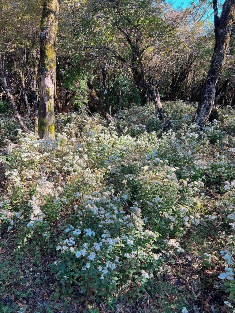 白い花が咲く樹林帯