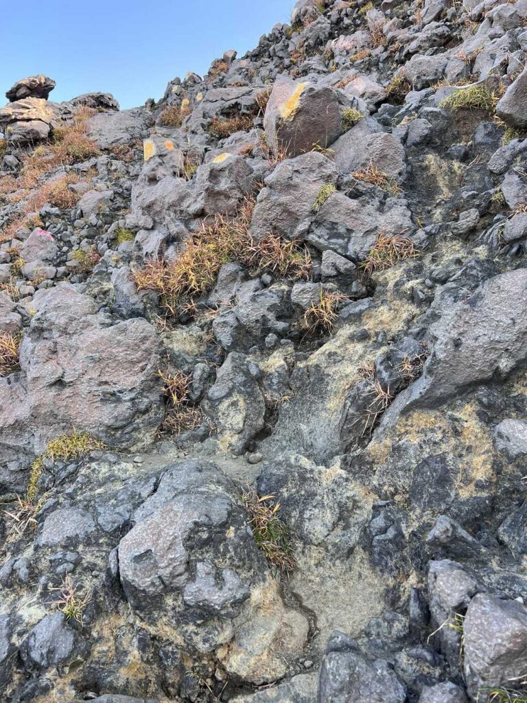 黄色い花が目玉焼きみたい