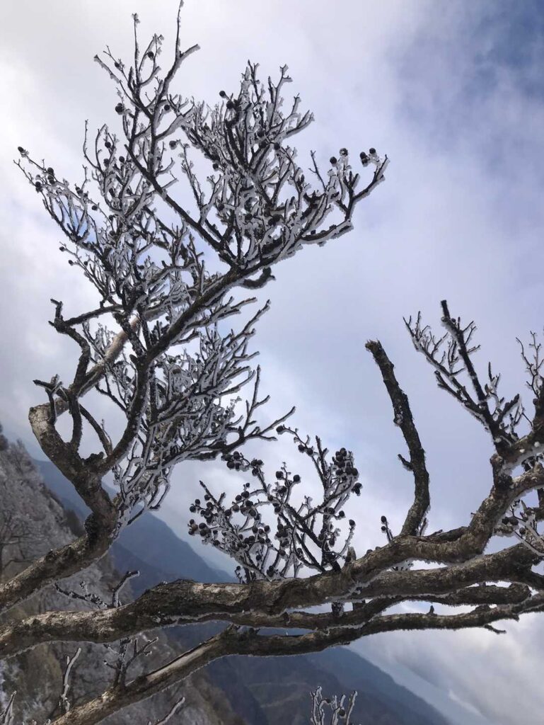 木々も少し白く