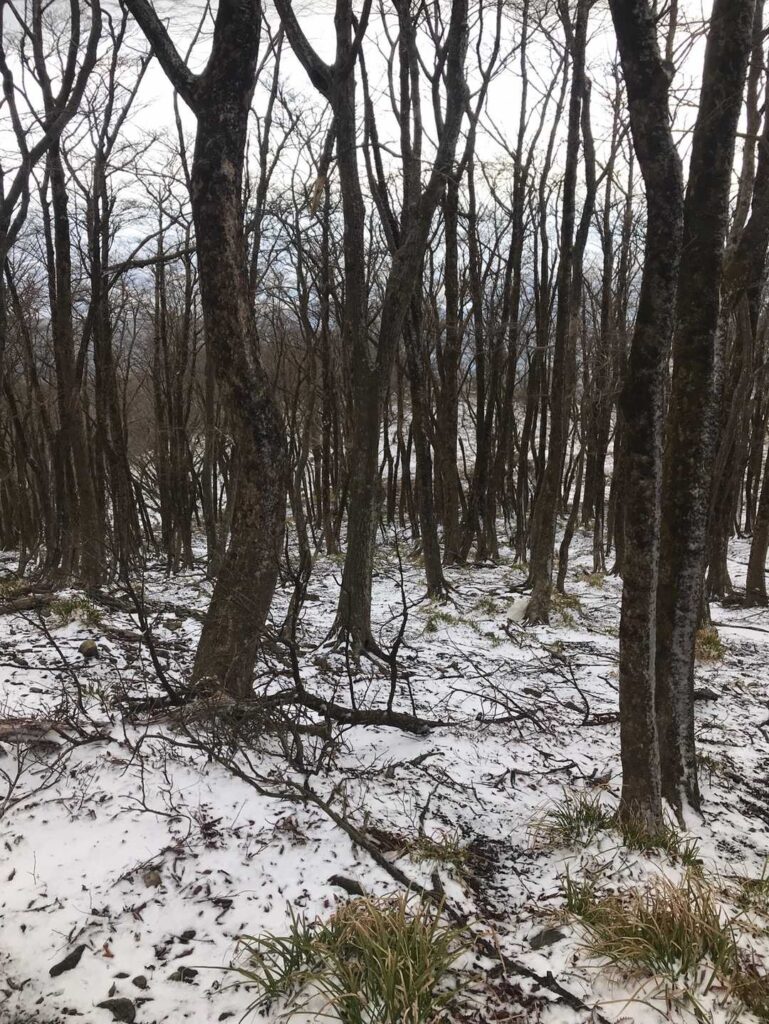 雪もちらほらと